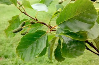 Полезные свойства ольхи