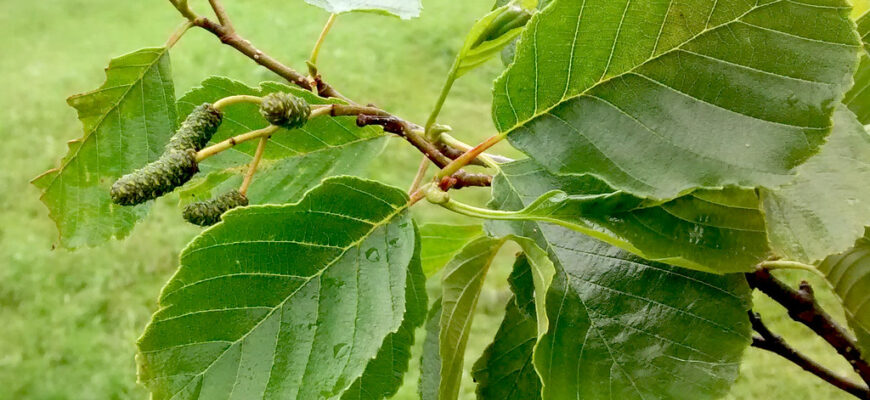 Полезные свойства ольхи