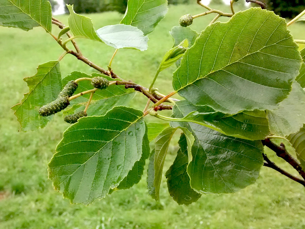 Полезные свойства ольхи