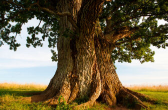 Применение дуба в строительстве