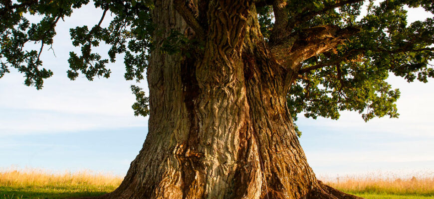 Применение дуба в строительстве