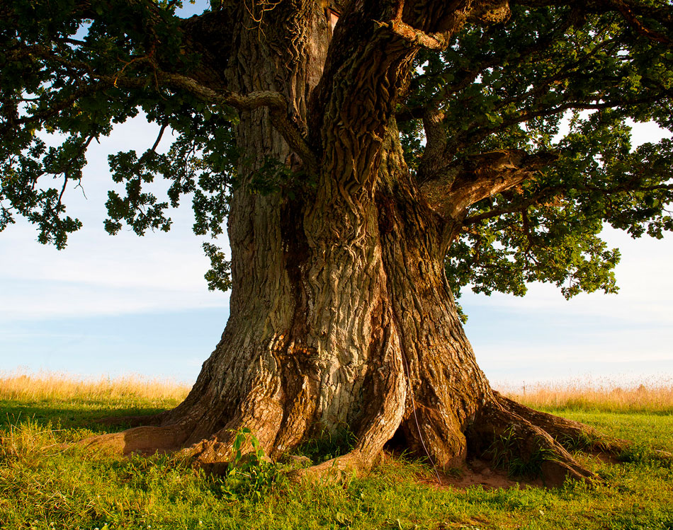 Применение дуба в строительстве