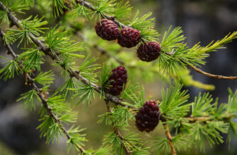 Применение лиственницы в медицинских целях