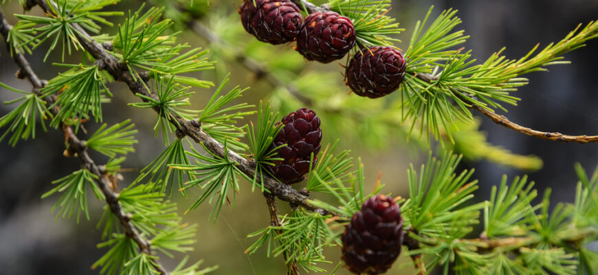 Применение лиственницы в медицинских целях