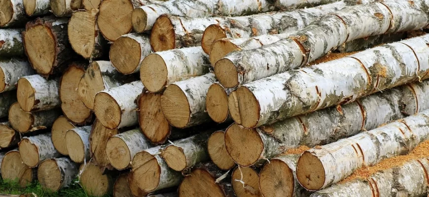 Роль березы в промышленности