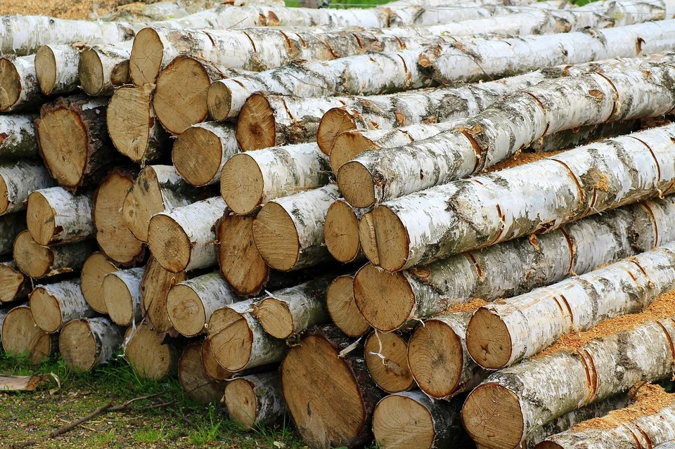 Роль березы в промышленности