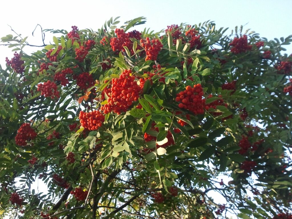 Рябина греческая