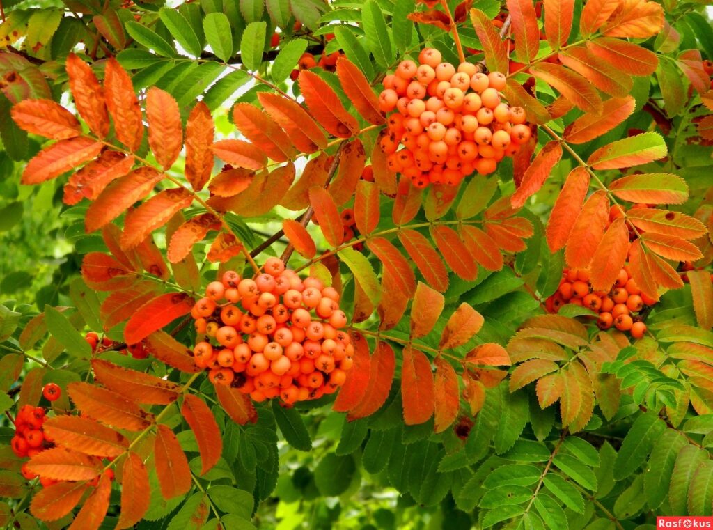 Рябина греческая