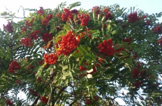 Рябина греческая