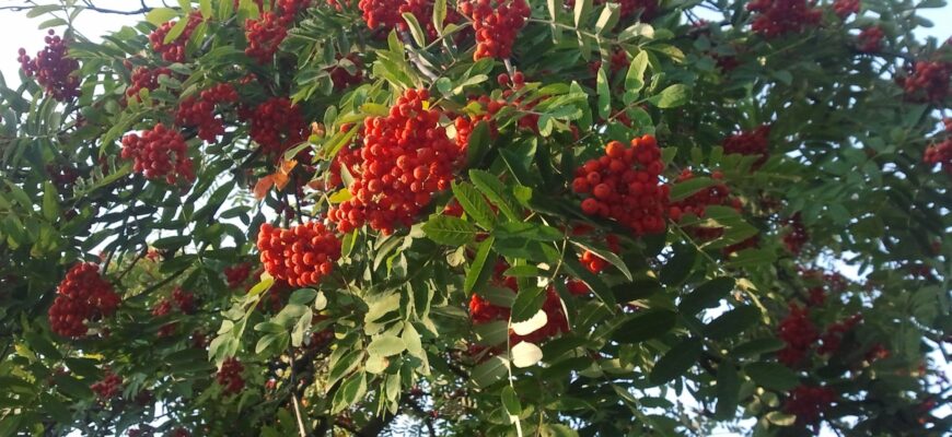 Рябина греческая