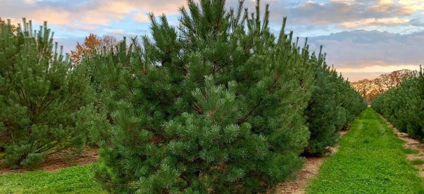 Сосна обыкновенная