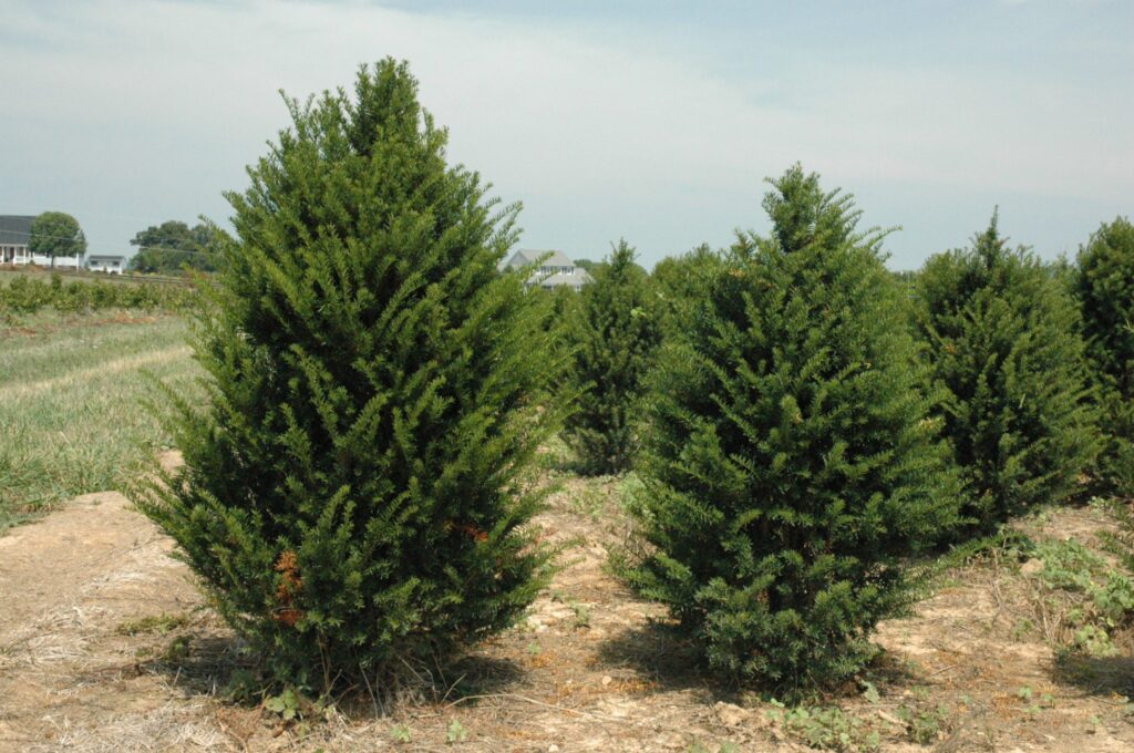 Тис остроконечный