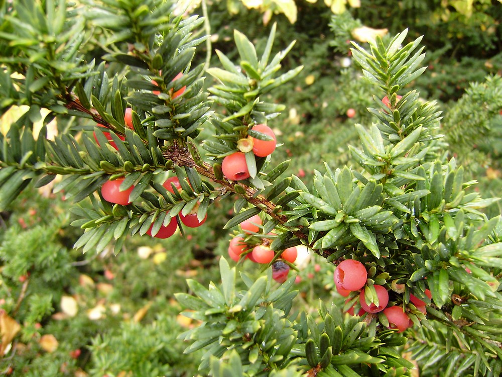 Тис остроконечный