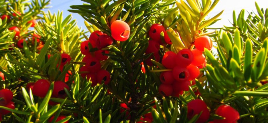 Тис остроконечный