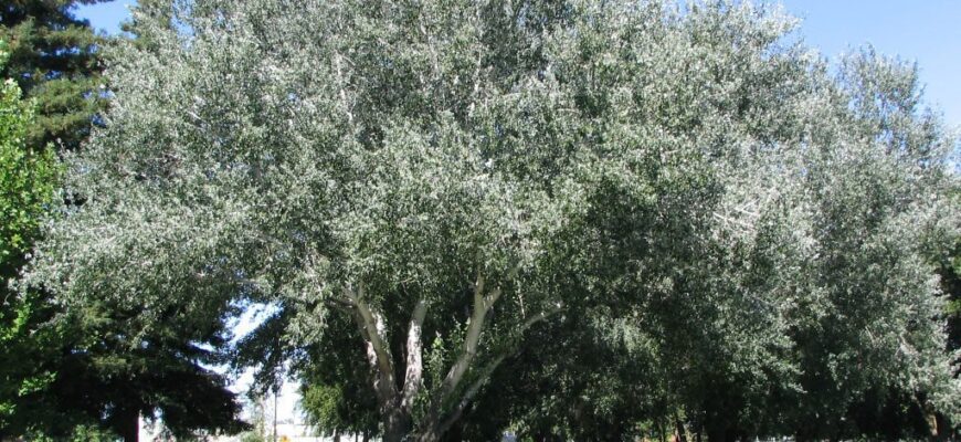 Тополь белый