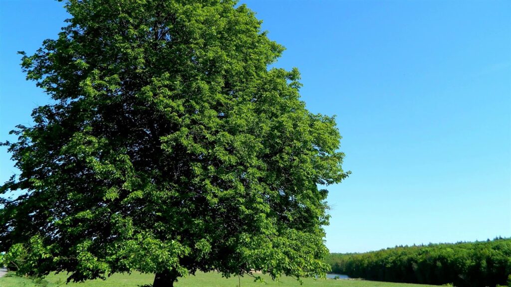 Вяз гладкий