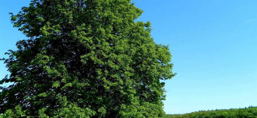 Вяз гладкий