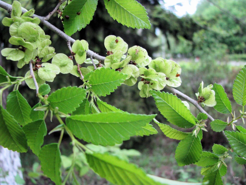 Вяз гладкий