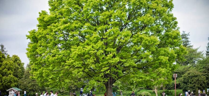 Вяз японский