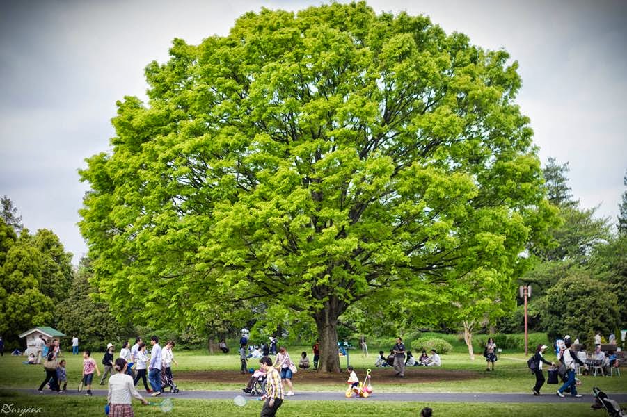 Вяз японский