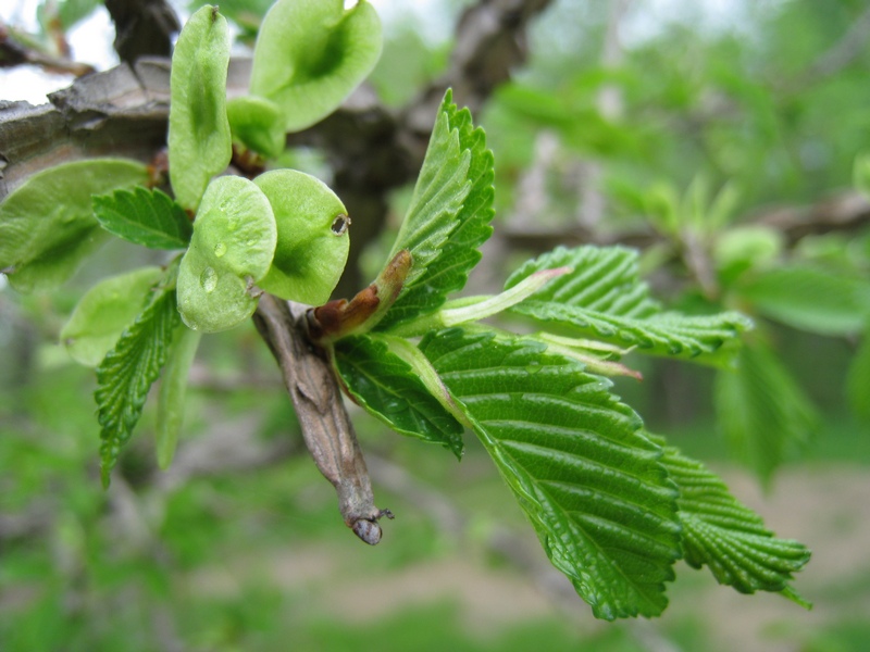 Вяз японский