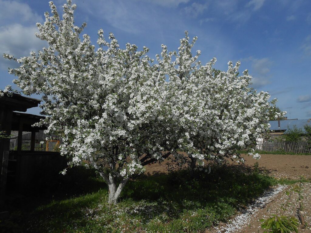 Яблоня восточная