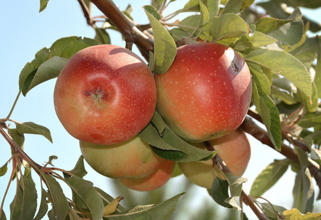 Яблоня восточная