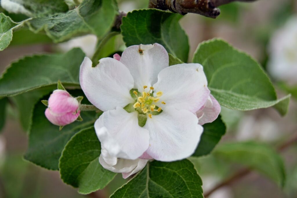 Яблоня восточная