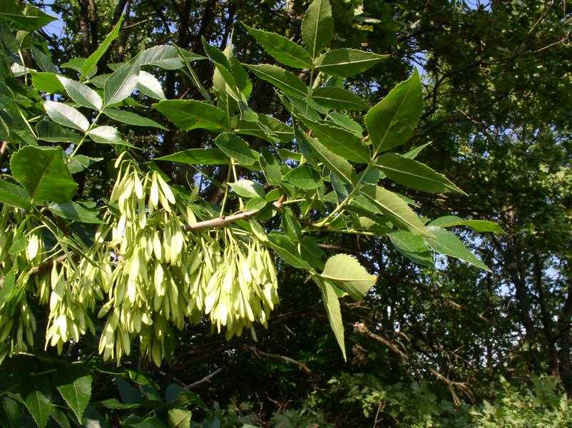 Ясень маньчжурский