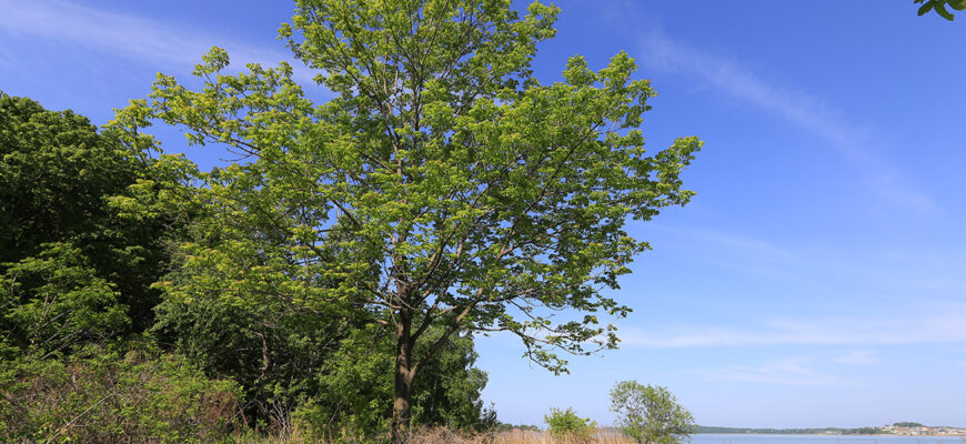 Ясень маньчжурский