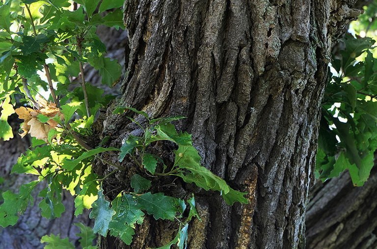 дуб-полезные свойства