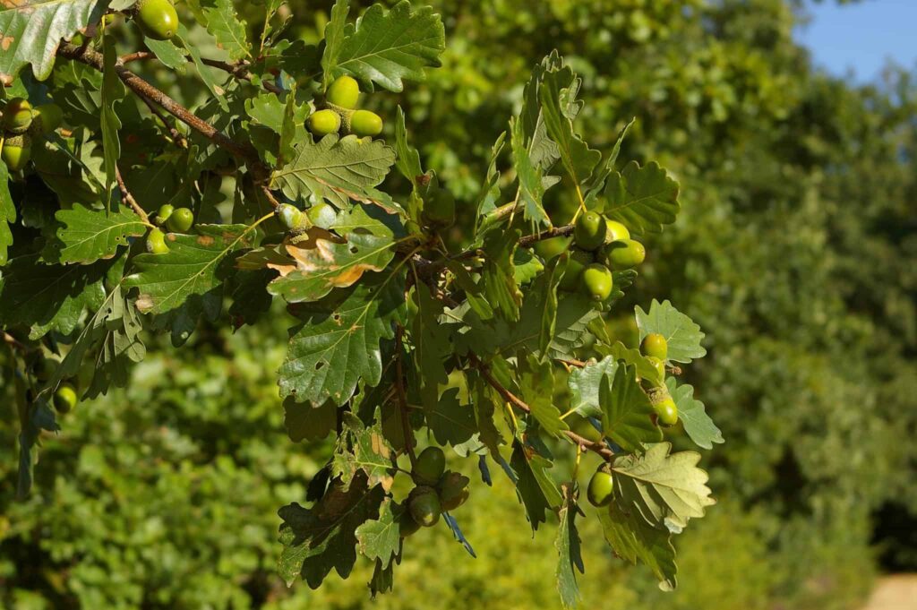 дуб скальный