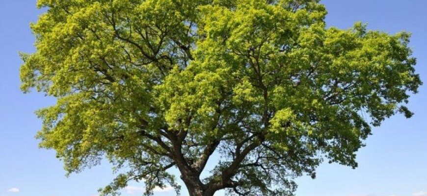 дуб скальный