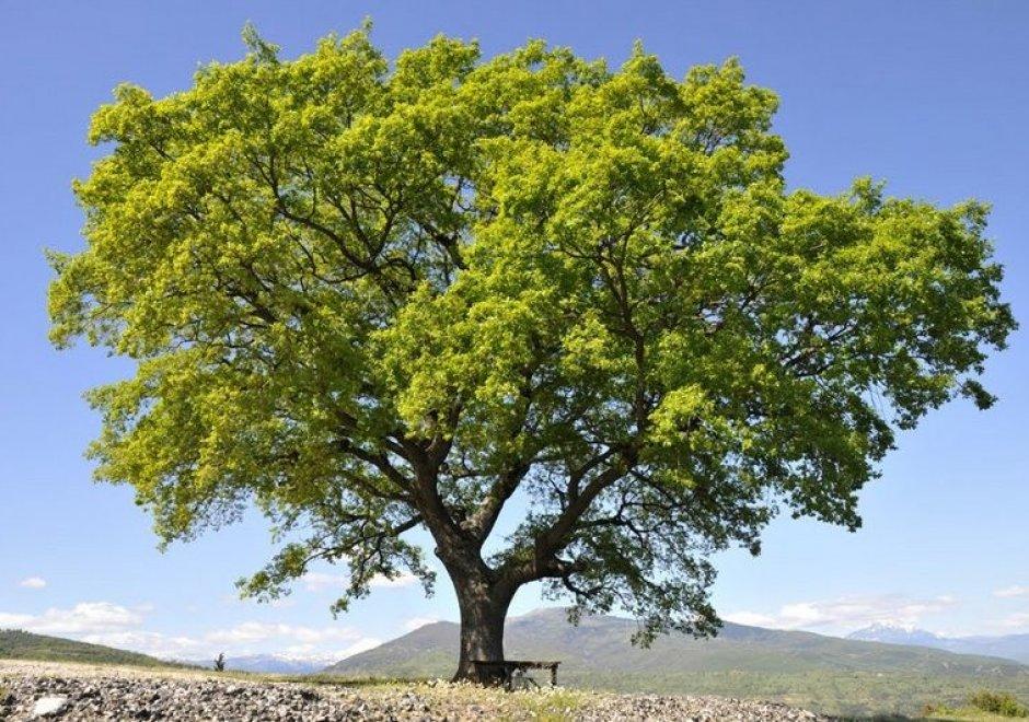 дуб скальный