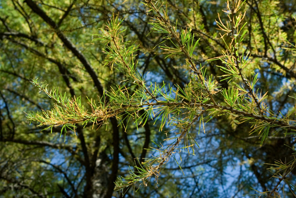 Лиственница Комарова