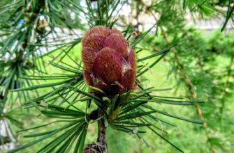 Лиственница Комарова