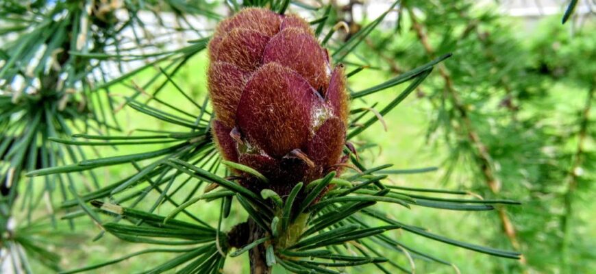 Лиственница Комарова