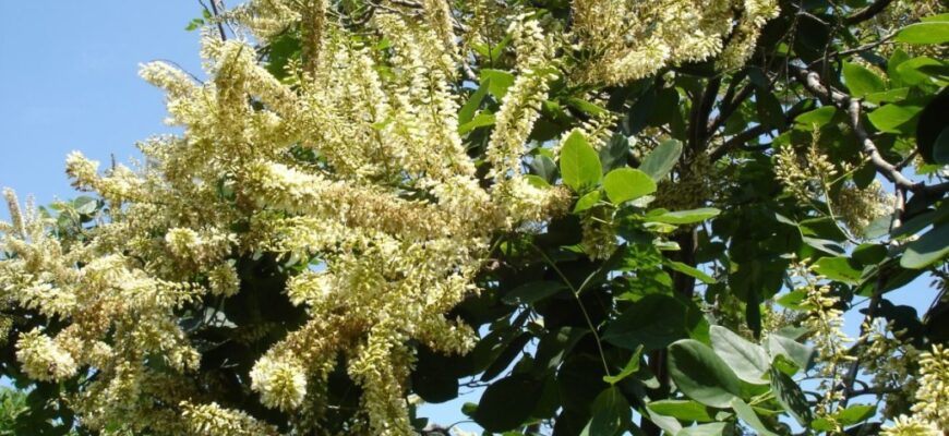 Маакия амурская