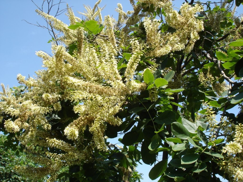 Маакия амурская