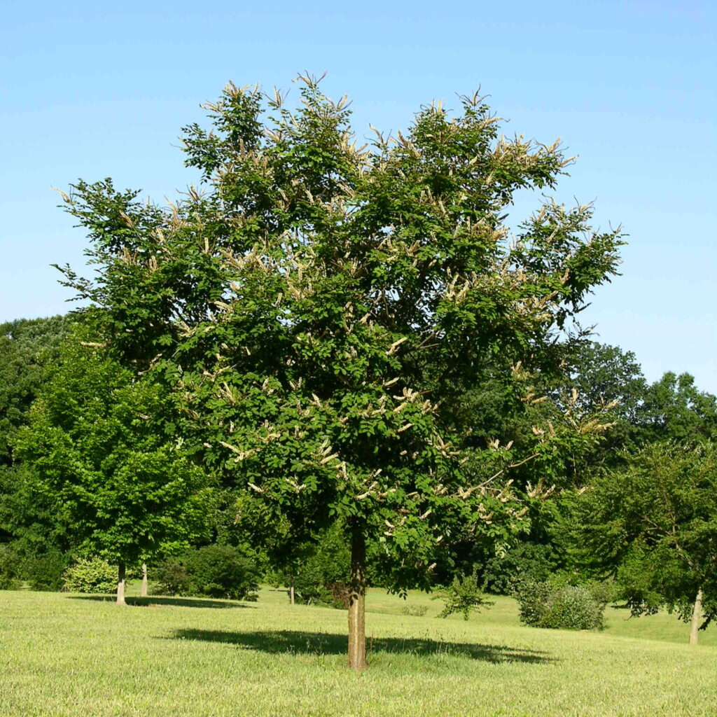 Маакия амурская