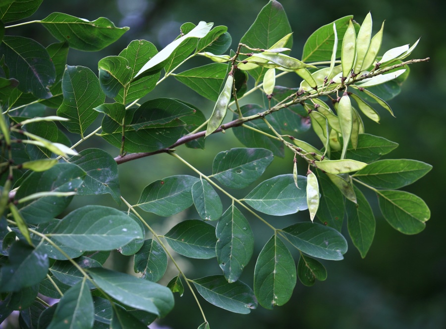 Маакия амурская
