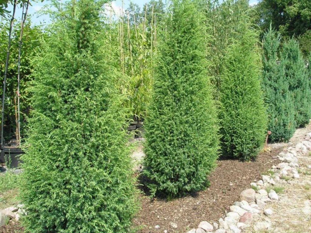 можжевельник обыкновенный