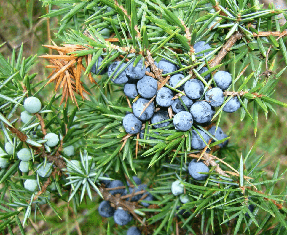 можжевельник обыкновенный