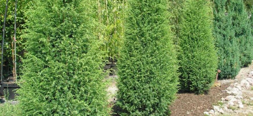 можжевельник обыкновенный