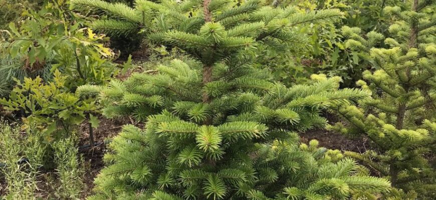 пихта белокрылая