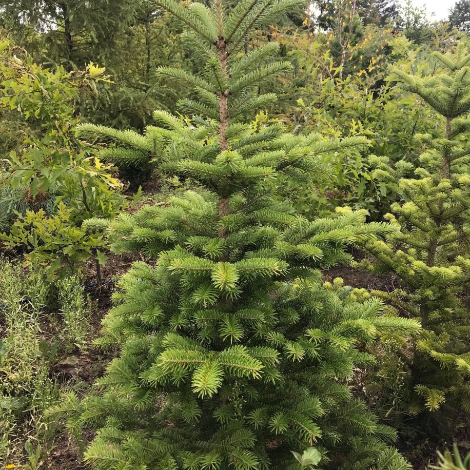 пихта белокрылая