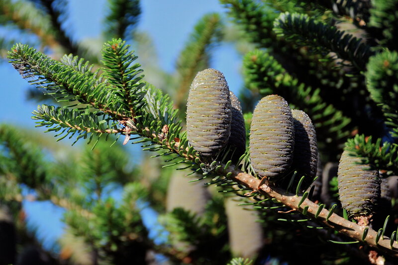 пихта белокрылая