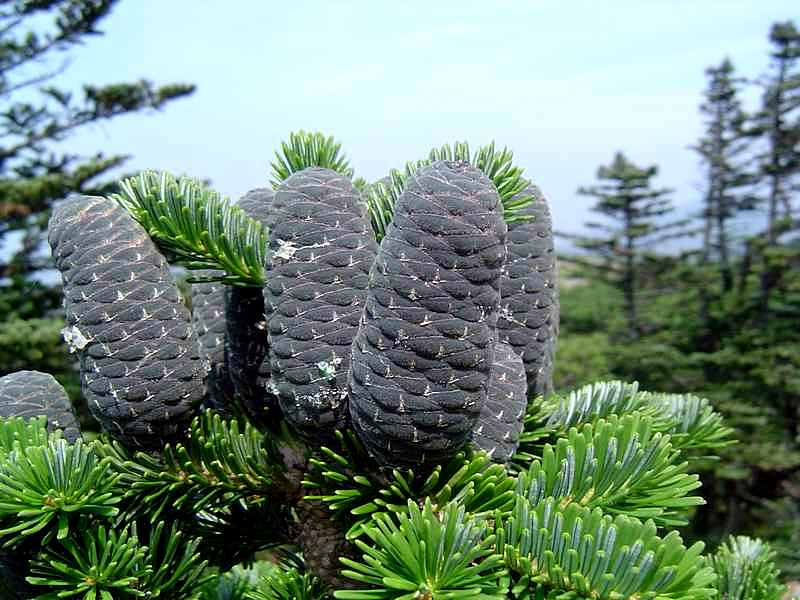 пихта белокрылая