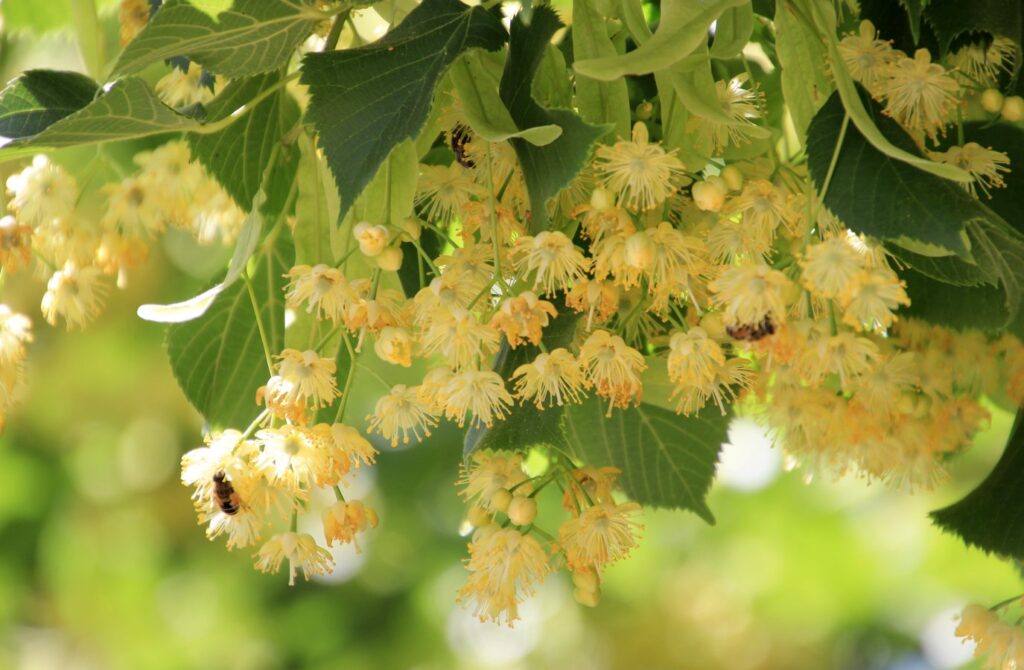 полезные свойства липы