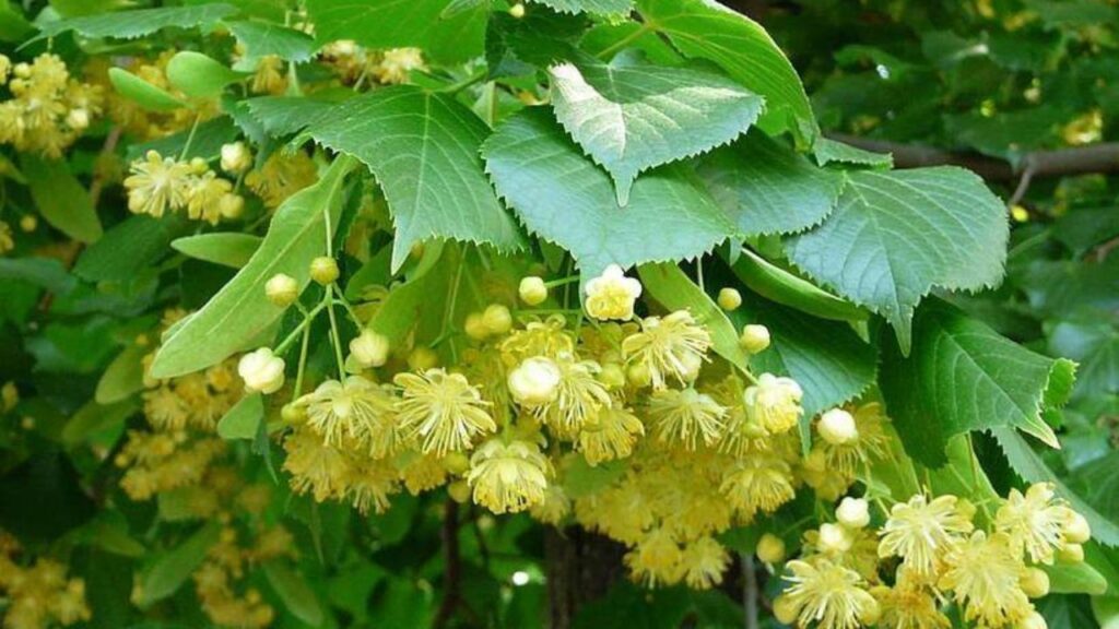 полезные свойства липы